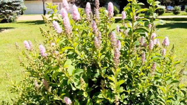 Как выглядит Спирея иволистная / Spiraea Salicifolia / Spirea