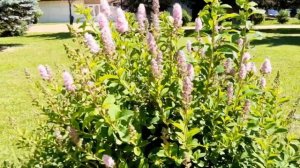 Как выглядит Спирея иволистная / Spiraea salicifolia / Spirea