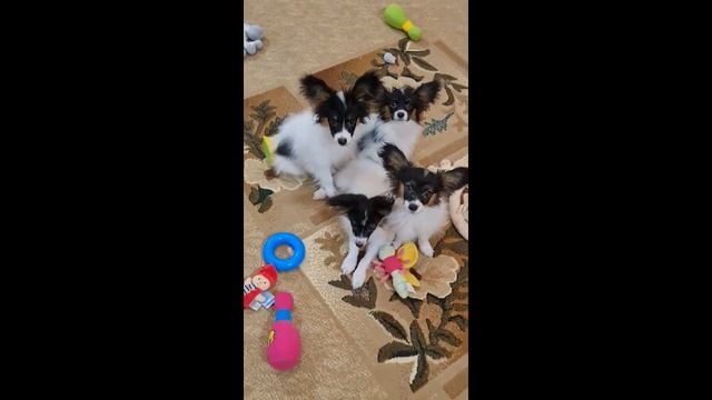 Большеухие собаки играют в игрушки. смотреть онлайн