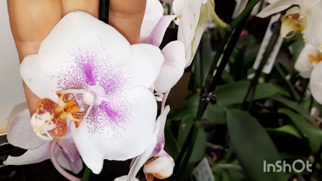 ОБЗОР ОРХИДЕЙ В БАУЦЕНТРЕ//16.09.24// смотреть онлайн