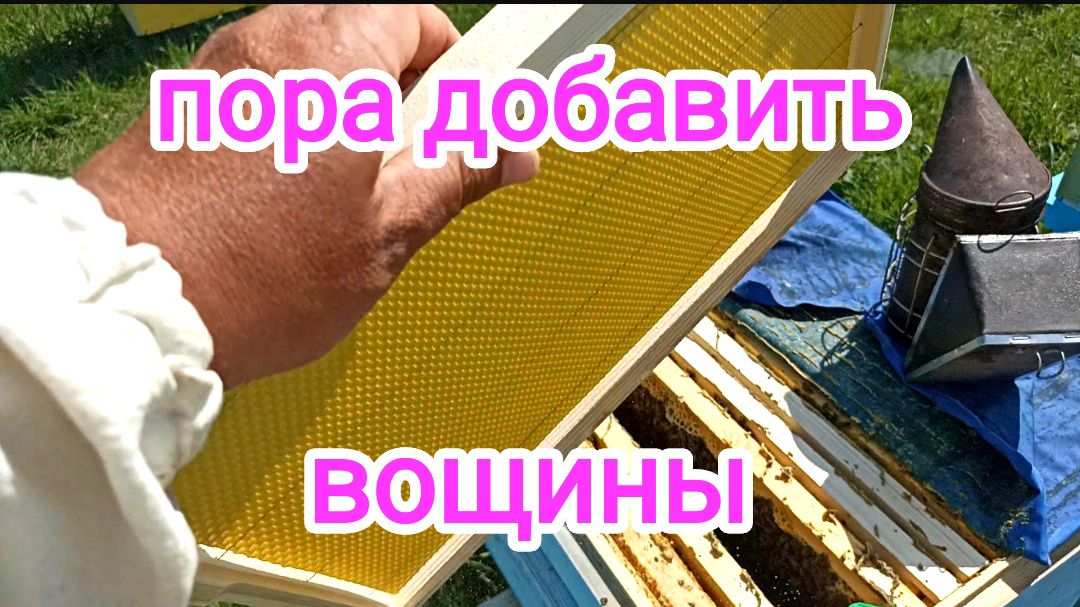 Расширение пчелосемей вощиной и не только весной! ПЧЕЛОВОДСТВО! смотреть онлайн