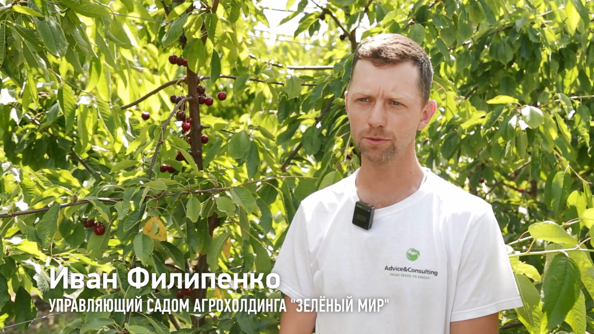 ООО Агрохолдинг Зеленый мир - черешневый сад смотреть онлайн