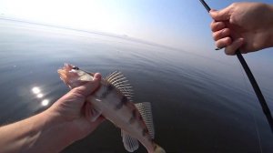 Река Кама. Ловля судака в начале октября.