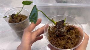 Вырастить Антуриум из «ничего» реально. Как возродить Антуриум, если от него ничего