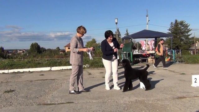 116. 06,09,2020 Моно пуделей г. Касли. БЭСТ--лучший ветеран. смотреть онлайн