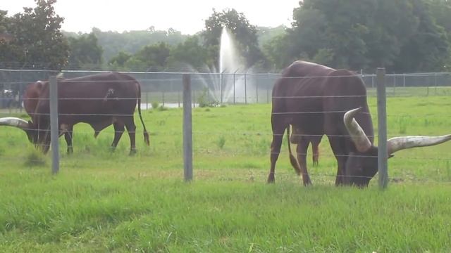 African Ankole‑Watusi Long Horn Bulls Hasting, FL смотреть онлайн