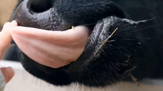 Terra Nostra смотреть онлайн