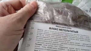 #флоксы#флоксырембрандт купила ФЛОКСЫ Рембрандт. папе на могилку  еду сажать 7 мая 2022 г.