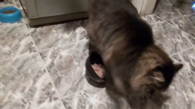 Кот закапывает свою еду смотреть онлайн