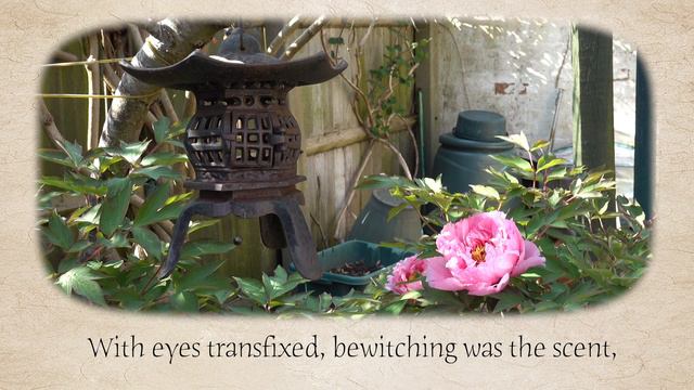 Flower dreams - Phoenix Feathers | | Read by Phoenix Feathers | | Magnolia and Peony poem смотреть онлайн