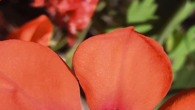 Divine Geometry--Sparaxis and Triteleia ❀ смотреть онлайн