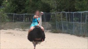 Ostrich ride  Верхом на страусе