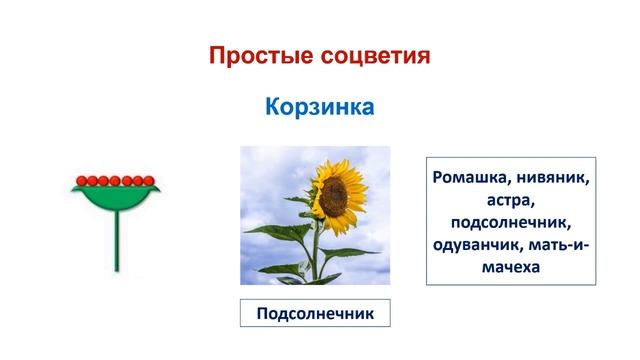 Тема 32. Соцветия. Практическая работа № 5 «Типы простых и сложных соцветий» смотреть онлайн