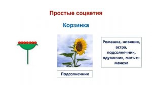 Тема 32. Соцветия. Практическая работа № 5 «Типы простых и сложных соцветий»