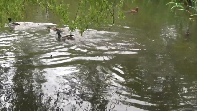 Из жизни ВОДОПЛАВАЮЩИХ смотреть онлайн