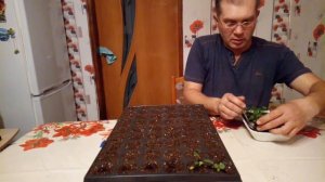 Пикировка виолы анютины глазки-выращивание из семян, уход, подкормки.