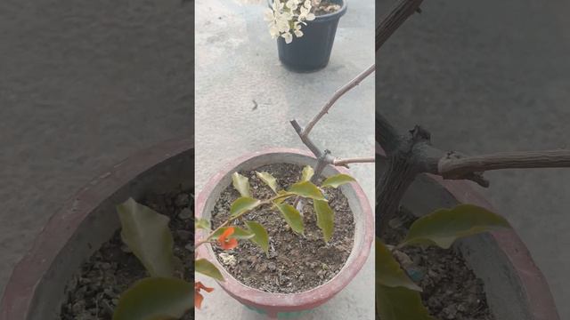 #update Video of #multicolor #grafted Bougainvillea #bougainvillea #gogreen #flowers #shortvideo смотреть онлайн