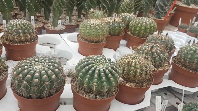 Нотокактусы в теплице.Какие бывают виды,видео для начинающих.Cacteen.355 смотреть онлайн
