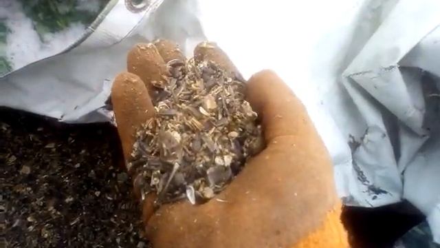 Купил отходы подсолничника.халявный корм смотреть онлайн