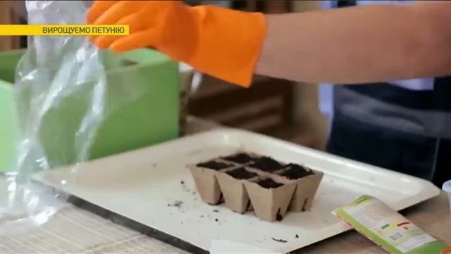 Как вырастить петунии на продажу | Ранок з Україною смотреть онлайн