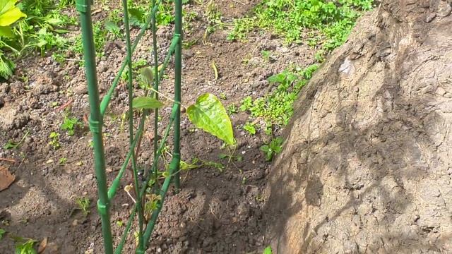 Крокусы и Гиацинты . Цветение крокусов , Цветение Гиацинта смотреть онлайн