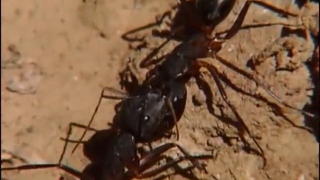 Les petites créatures du désert - documentaire animalier смотреть онлайн