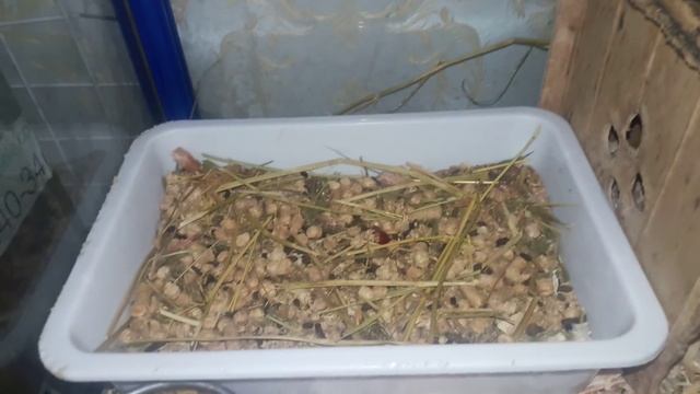 Как устроить родильную комнату для Шиншиллы! -How to arrange the delivery room for the Chinchilla! смотреть онлайн