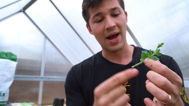 Easily Propagate Petunia Cuttings! смотреть онлайн