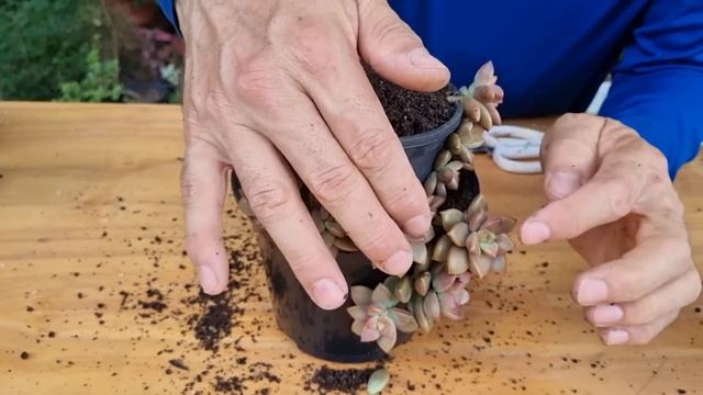 Ideia LINDA De VASO De Plástico Para Cactos E SUCULENTAS - Mini Jardim