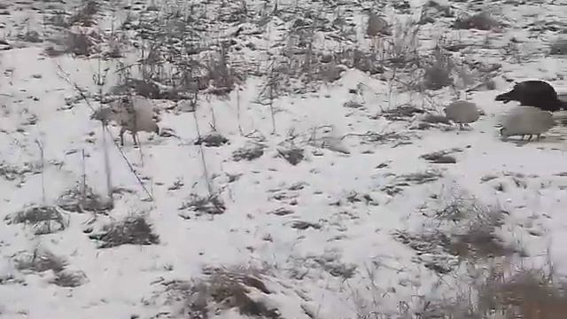 Индюк или индюшка ? я запуталась смотреть онлайн