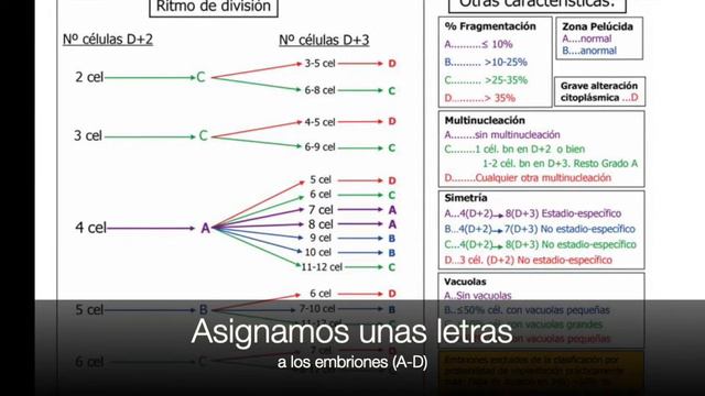 ¿La calidad embrionaria está relacionada con la futura salud del bebé? смотреть онлайн