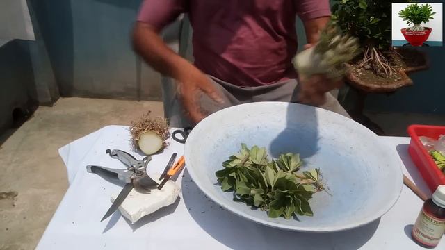 Radial Roots Through Surgical Operation on Thai Soco Adenium смотреть онлайн