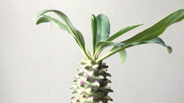 20 ESPÉCIES DE EUPHORBIAS PARA IDENTIFICAÇÃO / Plantas Suculentas Raras / #Euphorbias