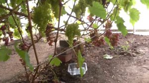 Виноград в теплице в Подмосковье на 13 августа.