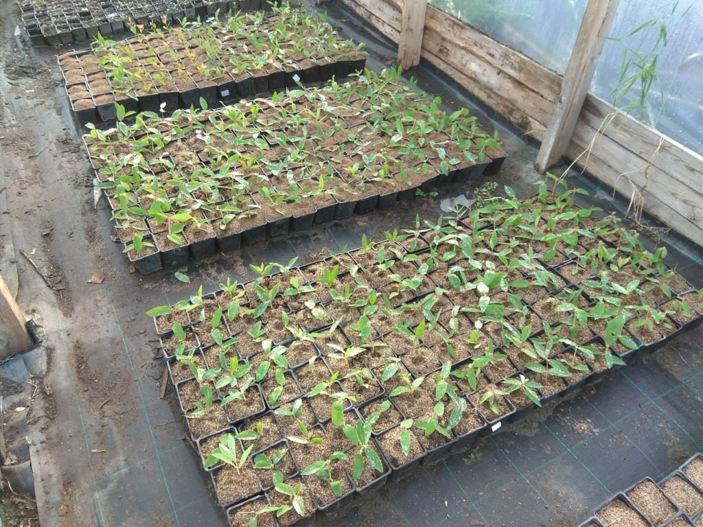 Зеленое черенкование легко и просто смотреть онлайн