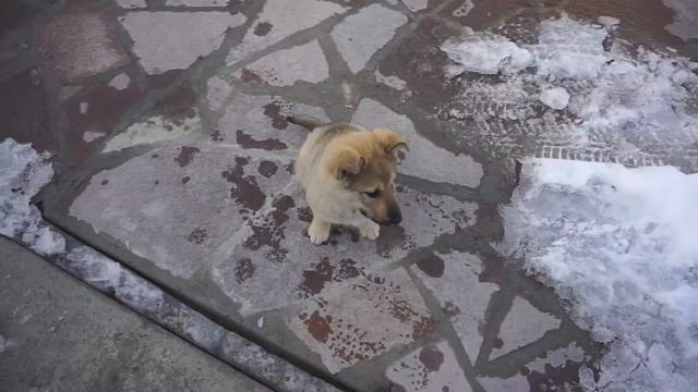 ВЛОГ | У НАС ПОЯВИЛСЯ ЩЕНОК! смотреть онлайн
