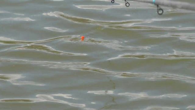 Карп на поплавок , специально разработанный для ловли в полводы ! Такого клева давно не было! смотреть онлайн