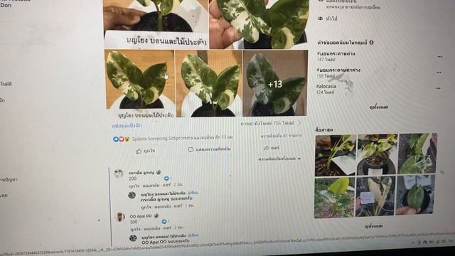 เช็กราคาไม้ประดับออนไลน์ บอนกระดาดด่าง Alocasia macrorrhizos (L.) G.Don ep.7 смотреть онлайн