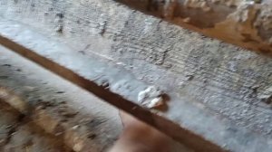 Ломан Браун куры молодки//Начало яйценоскости