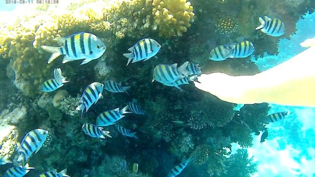 Экшн-камера THIEYE I60+ Black