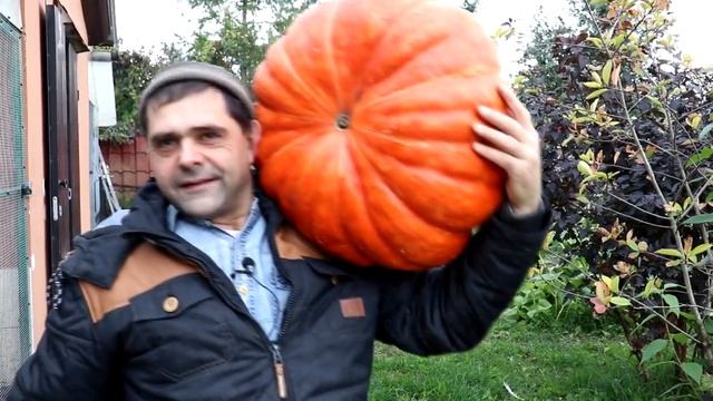 Зачем у курятника грядка или секреты больших урожаев!!! смотреть онлайн