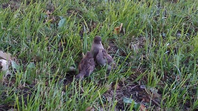 Заботливая мамаша смотреть онлайн