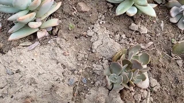Эхеверии в открытом грунте, смотреть до конца! смотреть онлайн