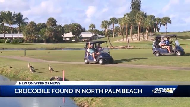 Golfers warned about crocodile at North Palm Beach Country Club that can't be removed смотреть онлайн