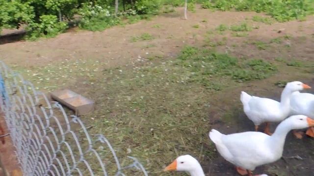 выращивание гусей смотреть онлайн