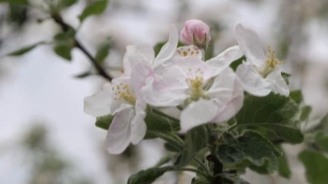 Китайский гороскоп на 2022 год для Быка. ЛЮБОВЬ.ФИНАНСЫ.ЗДОРОВЬЕ смотреть онлайн