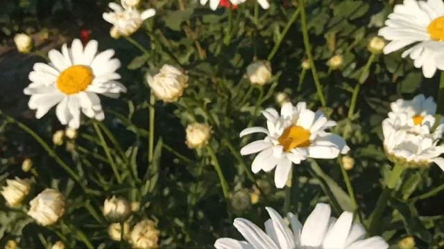 Белую ,крупную ромашку обязательно посадите в саду. смотреть онлайн