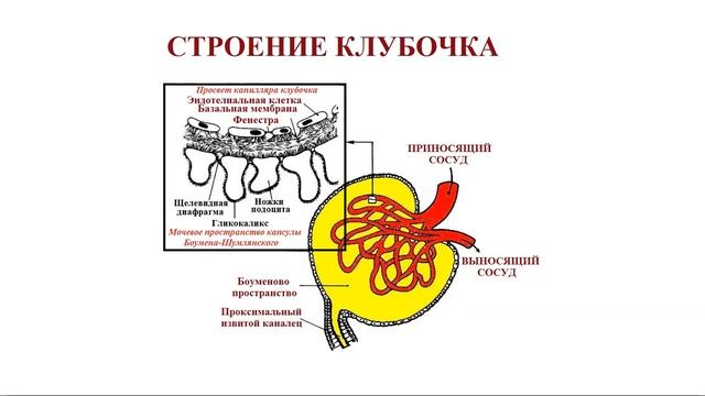 Анатомия почек человека. Часть II смотреть онлайн