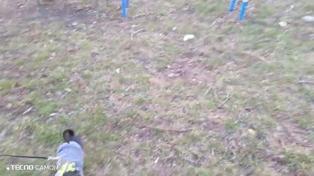 Чихуахуа злюка.