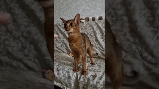 абиссинская порода редко мяукает кстати ,зато как кусается #абиссинскаякошка #абиссинский_котёнок смотреть онлайн